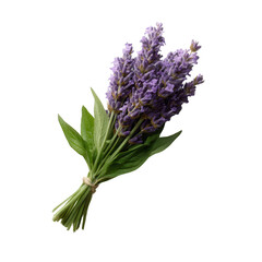 Fototapeta premium A beautiful bunch of lavender flowers with green leaves, showcasing its vibrant purple hues and delicate nature. Perfect for wellness and garden themes.
