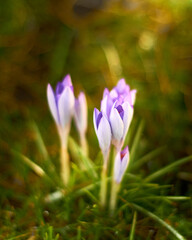 Obraz premium lila Krokusse im Frühling