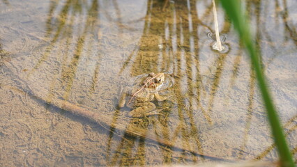 a frog photographed from above
