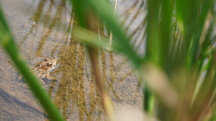a frog photographed from above