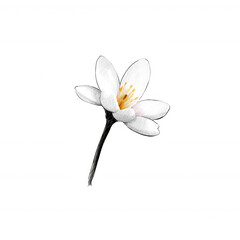 A delicate white water lily with soft petals and a golden center, beautifully isolated on a white background, perfect for nature-themed designs and floral arrangements.
