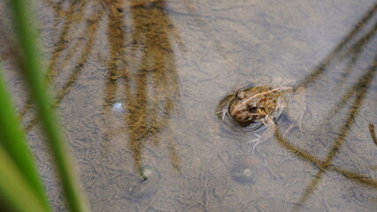 rice field frog looking at the camera