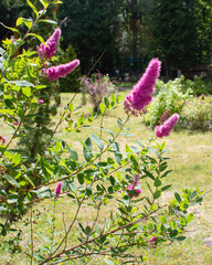 Blooming Buddleia davidii bush in the garden. Landscape design. Cottage garden. Close-up of inflorescence.