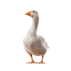 A proud and elegant white goose standing in a confident pose against a white isolate background, showcasing its unique features and vibrant orange bill.