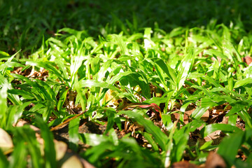 fresh green grass in the morning