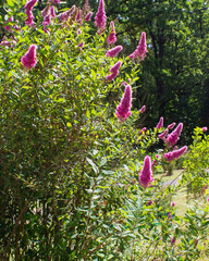 Blooming Buddleia davidii bush in the garden. Landscape design. Cottage garden.