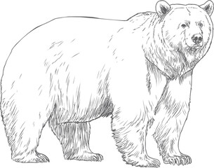 Obraz premium Detailed line art of a standing bear in black and white sketch style
