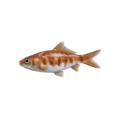 Obraz premium A vibrant fish swimming gracefully with orange and white stripes against a white isolated background, showcasing its natural beauty and elegance.