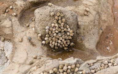 Fauna of Gran Canaria - many small seasnails, Littorina striata, striped winkles, on a volcanic...