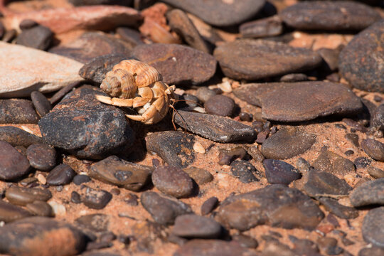 Detail shot of beach with orange sand, pebbles and hermit crab