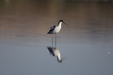 bird, seagull, nature, sea, gull, animal, water, wildlife, flying, flight, fly, sky, white, ocean, birds, beak, wild, beach, wings, stilt, stork, black-winged stilt, tern, black, lake