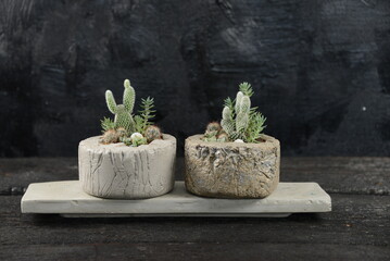 florarium indoor plants cacti in a flowerpot on a black background