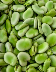 Close-up of a pile of fresh, green fava beans .The beans have a smooth, oval shape with some...