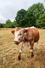 Close-up a curious brown and white cow standing in a field, with trees and overcast sky in the background.