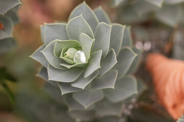 Close-Up of Succulent Plant with Water Droplet on Leaf – Macro Nature Photography of Echeveria or...