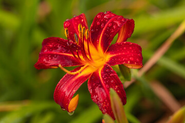 Bright Red Daylily Flower with Water Droplets After Rain – Macro Shot of Hemerocallis in Lush Green Garden
