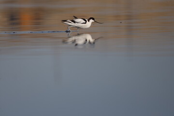 bird, seagull, nature, sea, gull, animal, water, wildlife, flying, flight, fly, sky, white, ocean, birds, beak, wild, beach, wings, stilt, stork, black-winged stilt, tern, black, lake