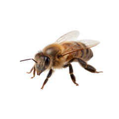 Detailed close-up of a honey bee, showcasing its intricate wings and body structure against a white isolated background.