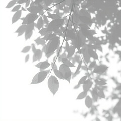 shadow overlay effect. Gray shadow of leaves isolated on white background. Plant foliage leaf shadow light effect. Mockup Blurred tree branch shadow. Ideal for summer spring design elements PNG