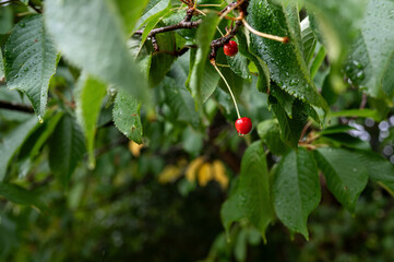 Red sweet cherries on a branch with drops after rain. High quality photo