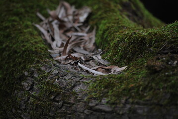 Dead leaves collecting in the branch of a tree which is coated in green moss in the Karri Forests in Western Australia