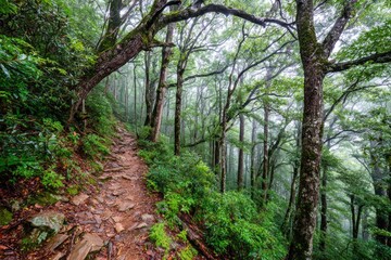 Misty mountain trail winds through lush forest