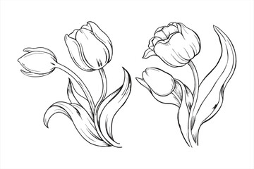 Tulip flower illustrations are isolated on white background, showcasing their elegant petals and stems in a botanical drawing
