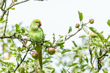A vibrant green parakeet perches on a fruit-bearing tree branch surrounded by fresh leaves and ripening apples.