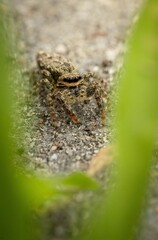 A macro image of a camouflaged jumping spider 