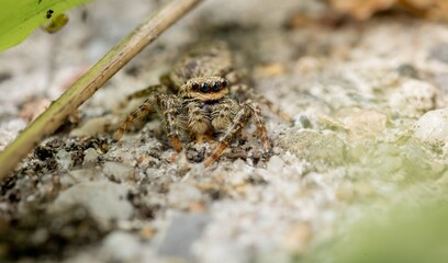 A macro image of a camouflaged jumping spider 