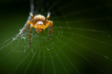 A close-up of an orange spider sitting at the center of its intricate web against a dark green background.