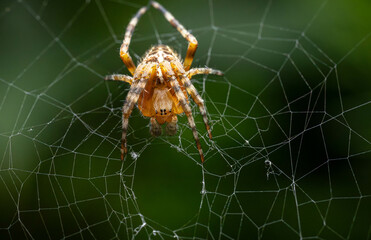 A close-up of an orange spider sitting at the center of its intricate web against a dark green background.