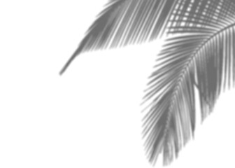 Realistic branch leaf shadow overlay on transparent background, tropical foliage mockup for sunlight effect, natural plant silhouette for product presentation, summer vibe backdrop PNG