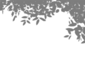 Realistic branch leaf shadow overlay on transparent background, tropical foliage mockup for sunlight effect, natural plant silhouette for product presentation, summer vibe backdrop PNG