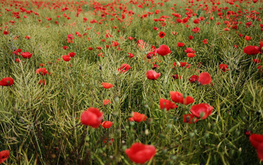 Fototapeta premium Wide view of a poppy field stretching across a spring landscape in Vojvodina, Serbia.