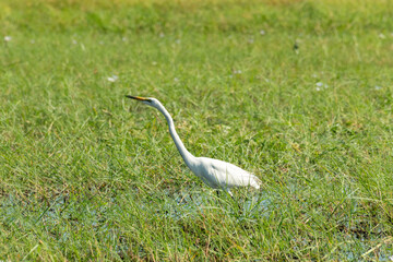 African Great Egret (Ardea alba melanorhynchos), also known as the Great White Egret looking for...