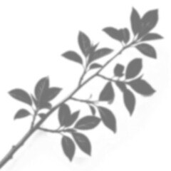 Realistic branch leaf shadow overlay on transparent background, tropical foliage mockup for sunlight effect, natural plant silhouette for product presentation, summer vibe backdrop PNG