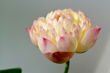 Lotus flower (Nelumbo, Nelumbo nucifera, Nelumbo komarovii). Beautiful  blooming lotus.