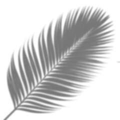 Realistic branch leaf shadow overlay on transparent background, tropical foliage mockup for sunlight effect, natural plant silhouette for product presentation, summer vibe backdrop PNG