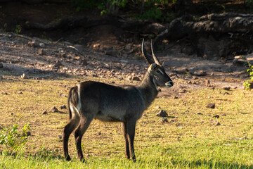 A beautiful male waterbuck (Kobus ellipsiprymnus), at the bank of the Chobe River, Botswana