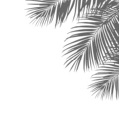 Realistic branch leaf shadow overlay on transparent background, tropical foliage mockup for sunlight effect, natural plant silhouette for product presentation, summer vibe backdrop PNG