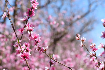 Pink Cherry Blossoms Blooming in Spring