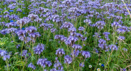 Honeywort (Phacelia tanacetifolia) 2025 Denmark