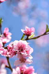Pink Cherry Blossoms Blooming in Spring
