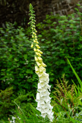 Common foxglove (digitalis purpurea f. albiflora) a summer flowering cottage garden plant with a white summertime flower commonly known as white-flowered foxglove, gardening stock photo