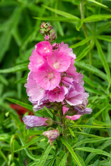Lavatera trimestris 'Beauty Series' a summer autumn fall flowering plant with a pink summertime flower commonly known as tree mallow, gardening stock photo image