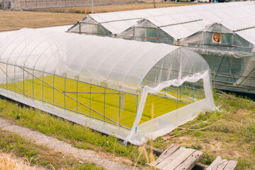Greenhouse in rice fields on Shikoku Island, Japan