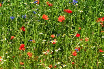 Cornfield flowers in a spring meadow field with springtime flowering plants such as poppies,...