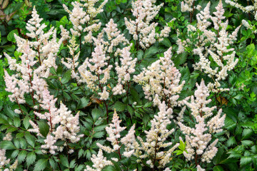 Astilbe 'Deutschland' a white herbaceous spring summer autumn fall perennial flower plant, commonly known as false goat's beard or false spirea, gardening stock photo image