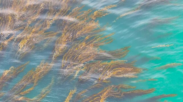 Zoomed-in aerial view of a kelp forest near Swamis Beach